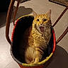 Roy participe au concours pour gagner de l'argent avec cette photo : animal, basket, cat, colorful, cozy, ears, floor, furniture, indoor, mouth_open, orange_tabby, pet, rug, shadow, sitting, surprised_expression, tail, whiskers, wooden_sculpture, woven
