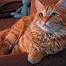Roy participe au concours pour gagner de l'argent avec cette photo : animal, cat, couch, cute, domestic_cat, ears, feline, fluffy, furniture, indoor, living_room, mammal, orange_tabby, paw, pet, relaxed, resting, stuffed_animal, toy, whiskers