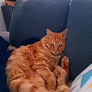 Roy a rejoint le concours — aidez-le/la à gagner de superbes lots ! animal, blanket, blue_cushion, cat, comfortable, couch, cozy, cute, domestic, feline, fluffy, fur, home, indoor, living_room, orange_tabby, pet, relaxed, resting, soft_lighting
