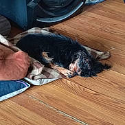 Loveable Luanne joined the competition — help win amazing prizes! dog, sleeping, blanket, wooden_floor, speaker, cushion, hand, indoor, cozy, resting, pet, fur, relaxing, quiet, home, brown, black, small_dog, paw, living_room