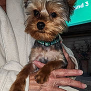 Toto joined the competition — help win amazing prizes! dog, small_dog, pet, hand, person, robe, indoor, fur, collar, cute, animal, holding, face, ears, nail, living_room, television, furniture, cozy, closeup