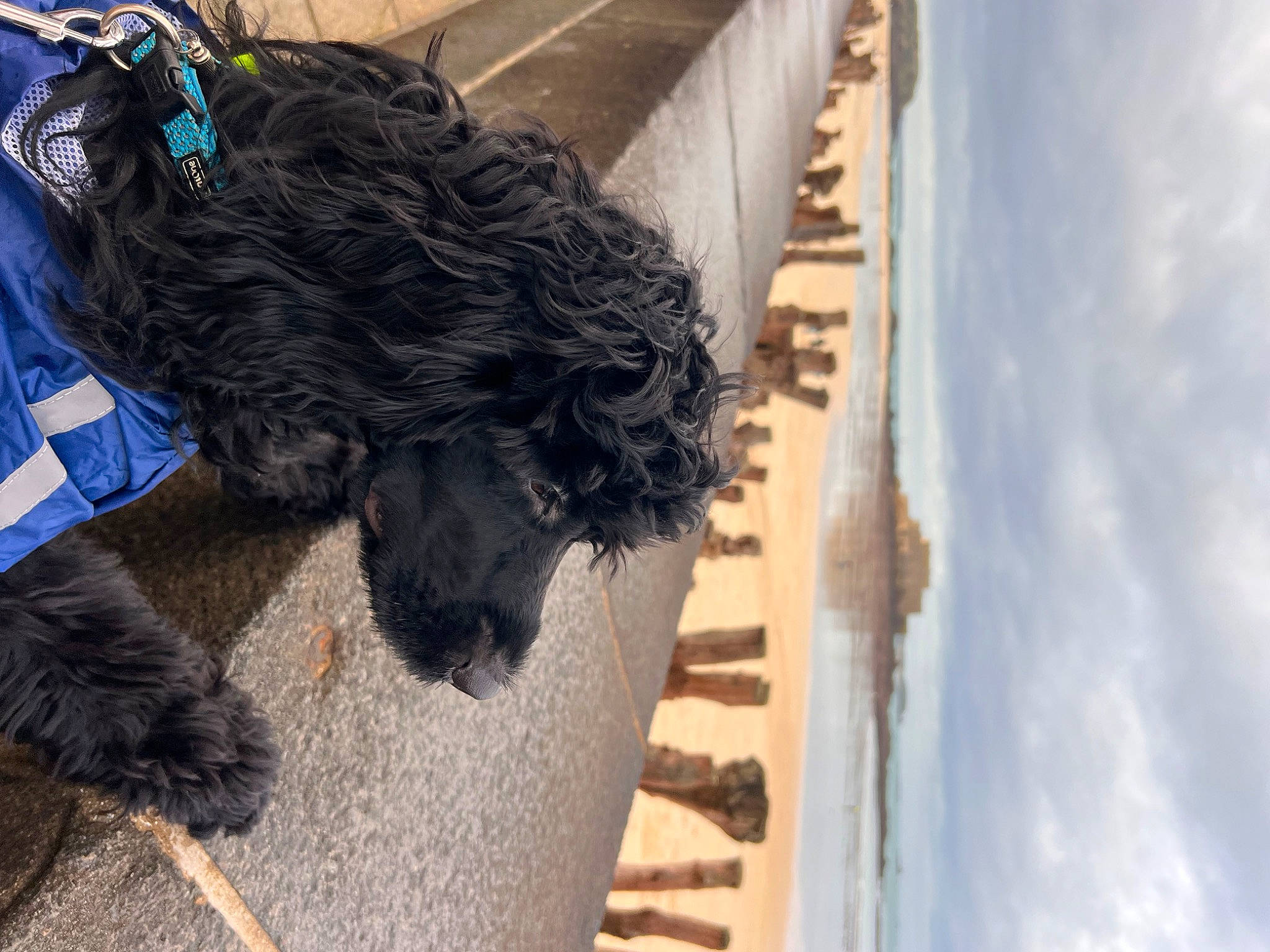 Gipsy a rejoint le concours — aidez-le/la à gagner de superbes lots ! carnivore, cloud, collar, companion_dog, dog, dog_breed, dog_collar, dog_supply, fur, pet_supply, sky, snout, sporting_group, tail, terrier, toy_dog, water, water_dog, wood, working_animal