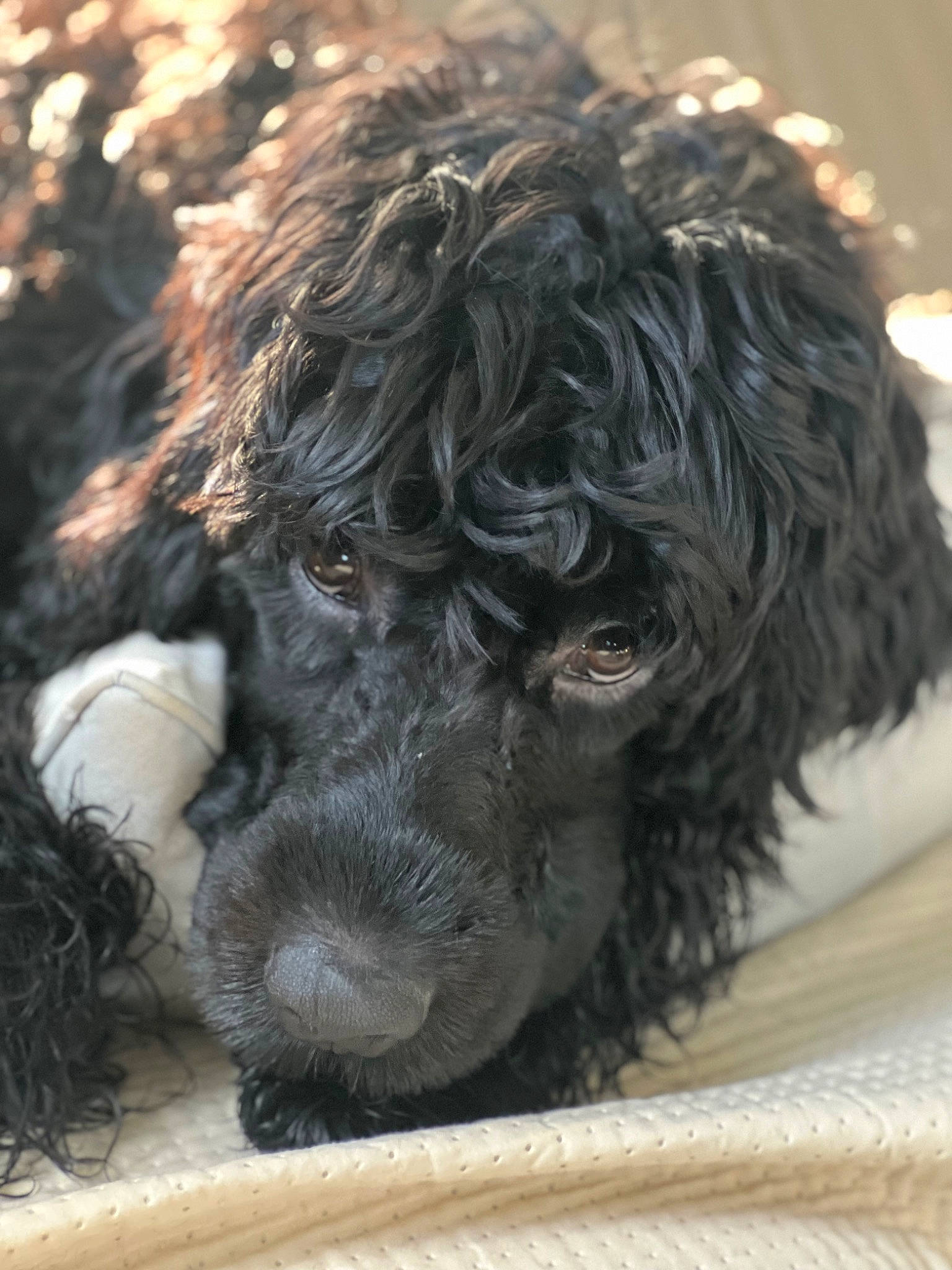 Gipsy participe au concours pour gagner de l'argent avec cette photo : canidae, carnivore, cockapoo, companion_dog, dog, dog_breed, fur, labradoodle, liver, poodle, poodle_crossbreed, snout, spaniel, sporting_group, terrestrial_animal, terrier, toy_dog, water_dog, wildlife, working_animal