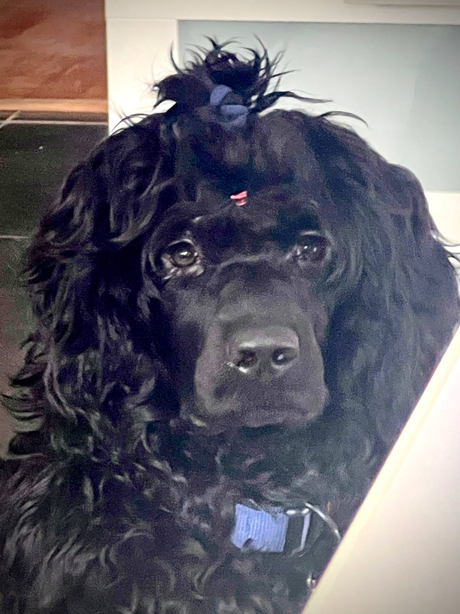 Gipsy participe au concours pour gagner de l'argent avec cette photo : canidae, carnivore, collar, companion_dog, dog, dog_breed, dog_collar, fur, liver, snout, spaniel, sporting_group, working_animal, working_dog