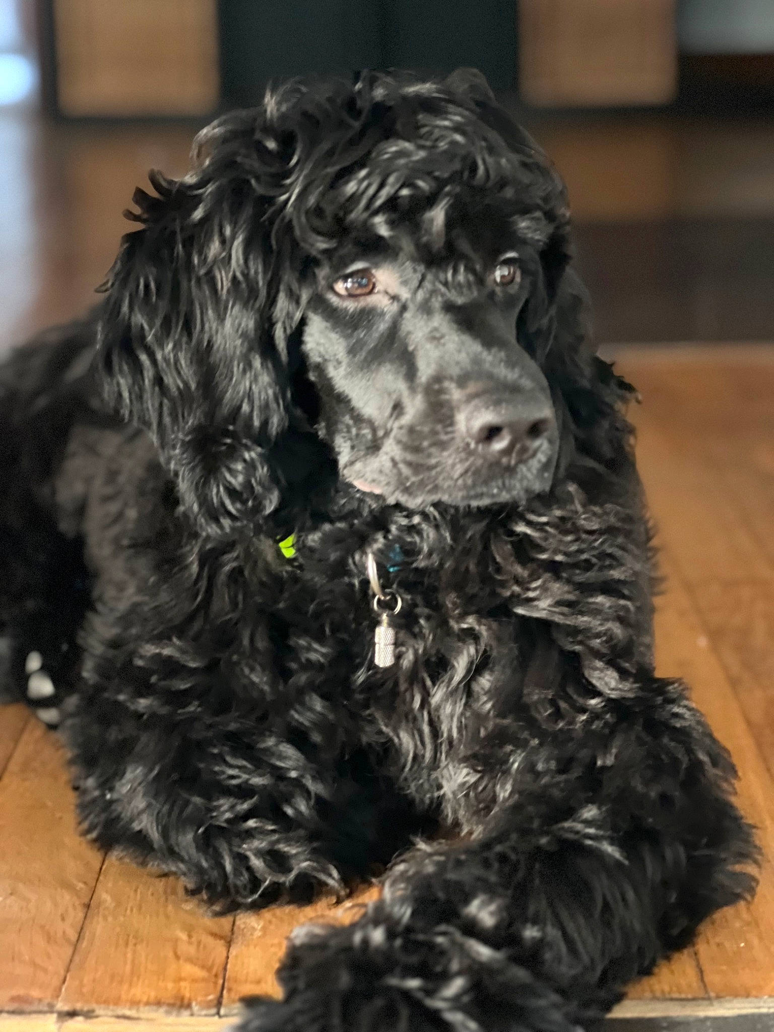 Gipsy participe au concours pour gagner de l'argent avec cette photo : canidae, carnivore, companion_dog, dog, dog_breed, event, fur, natural_material, non_sporting_group, snout, spaniel, sporting_group, water_dog, working_animal, working_dog