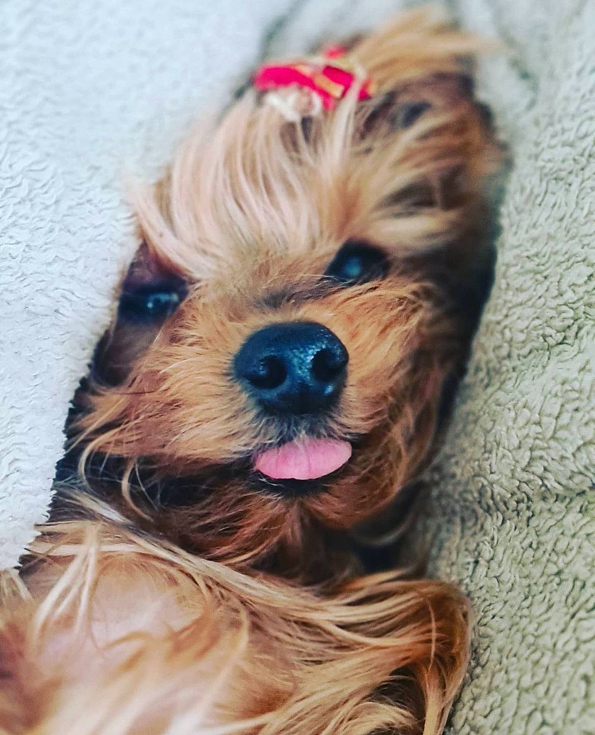 Reina a rejoint le concours — aidez-le/la à gagner de superbes lots ! canidae, carnivore, companion_dog, dog, dog_breed, dog_clothes, dog_supply, fashion_accessory, fawn, fur, liver, small_terrier, smile, snout, sporting_group, sunglasses, terrier, toy_dog, whiskers, yorkshire_terrier