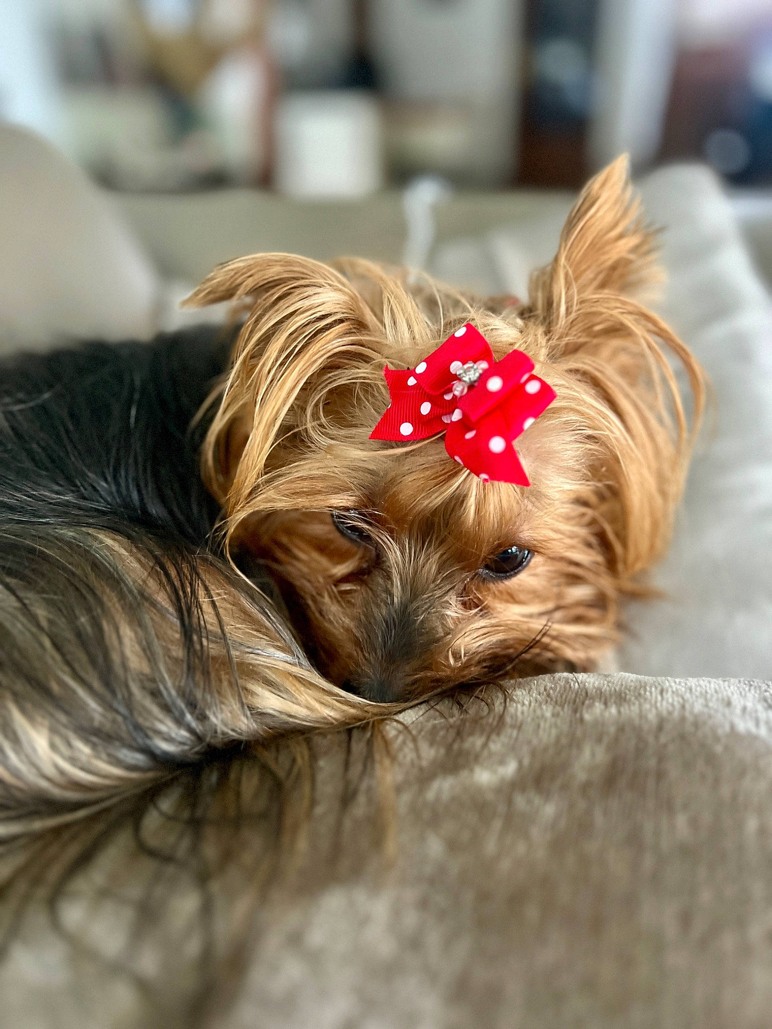 Reina a rejoint le concours — aidez-le/la à gagner de superbes lots ! blond, brown_hair, canidae, carnivore, companion_dog, dog, dog_breed, dog_supply, fashion_accessory, fawn, fur, liver, small_terrier, snout, sporting_group, terrier, toy_dog, wood, working_animal, yorkshire_terrier