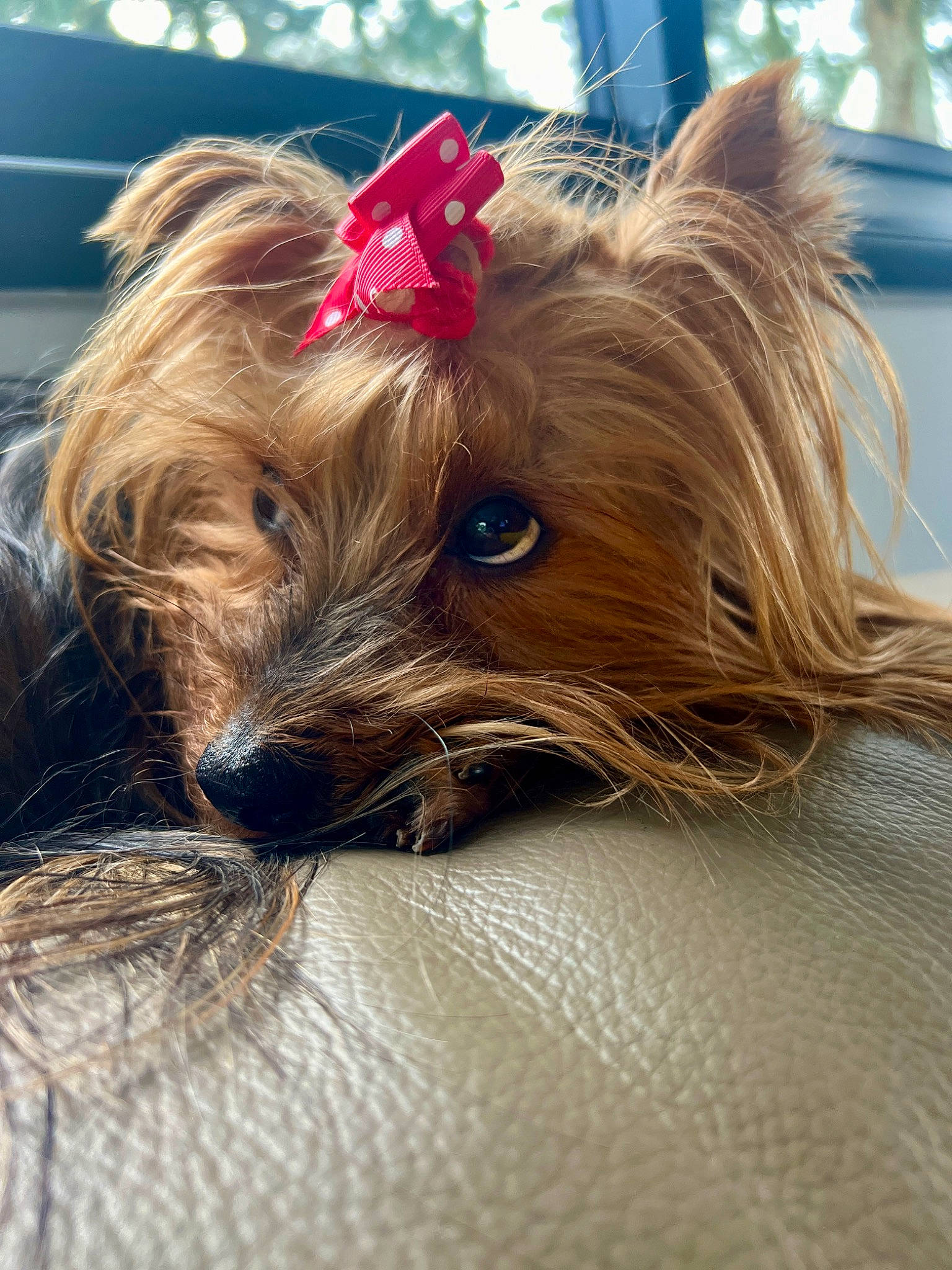 Reina a rejoint le concours — aidez-le/la à gagner de superbes lots ! blond, canidae, carnivore, chair, companion_dog, dog, dog_breed, dog_supply, ear, fawn, fur, liver, small_terrier, snout, sporting_group, terrier, toy_dog, whiskers, working_animal, yorkshire_terrier