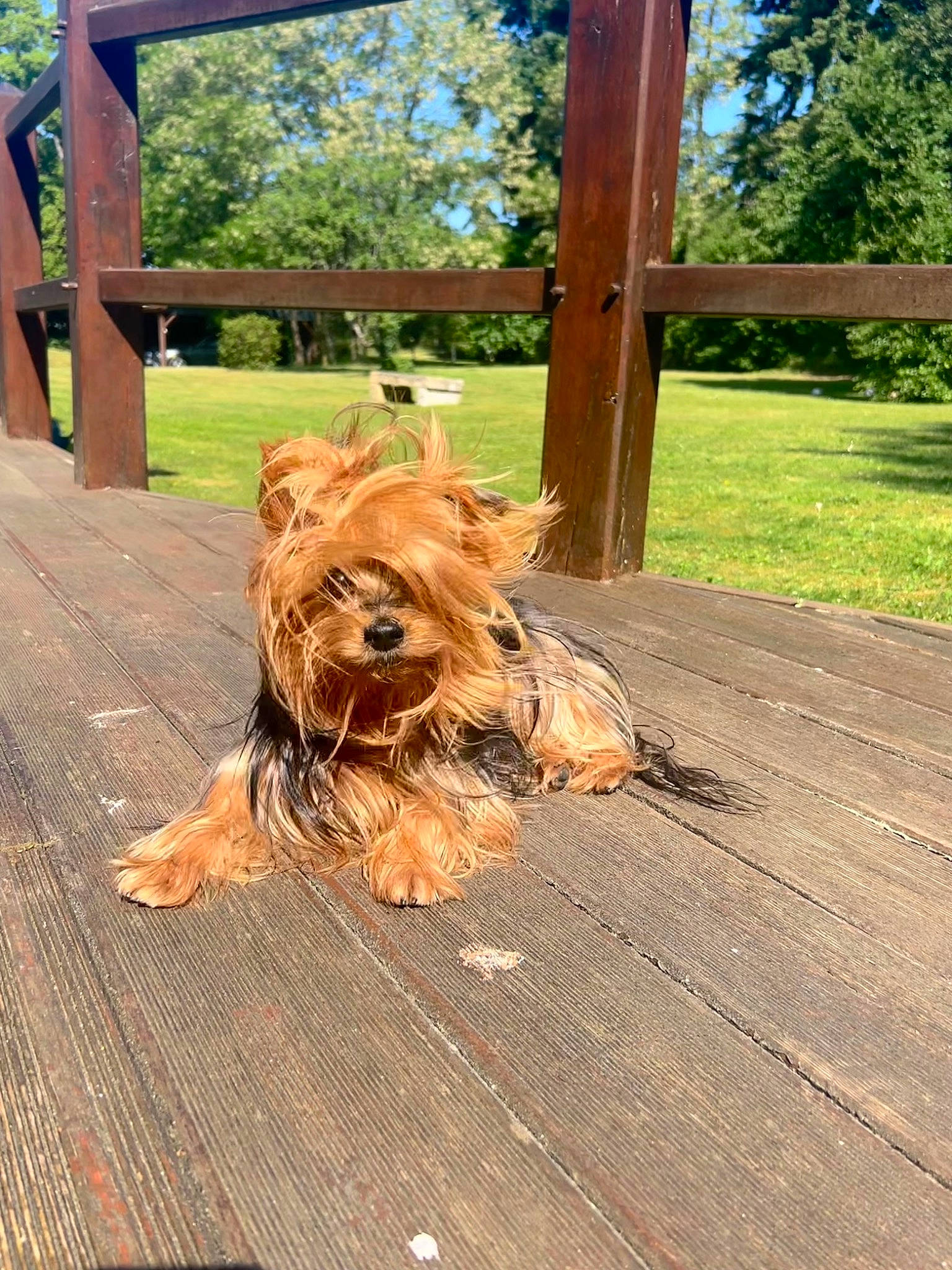 Reina participe au concours pour gagner de l'argent avec cette photo : carnivore, companion_dog, dog, dog_breed, fawn, floor, flooring, grass, hardwood, liver, plant, sky, small_terrier, snout, tail, terrier, toy_dog, tree, wood, wood_stain