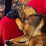 Eddy Noël participe au concours pour gagner de l'argent avec cette photo : dog, german_shepherd, sleeping, resting, red_chair, paw, fur, pet, indoors, cozy, relaxation, animal, canine, chair, domestic_animal, nap, fur_texture, comfort, crossed_paws, close_up