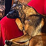 dog, german_shepherd, sleeping, resting, red_chair, paw, fur, pet, indoors, cozy, relaxation, animal, canine, chair, domestic_animal, nap, fur_texture, comfort, crossed_paws, close_up