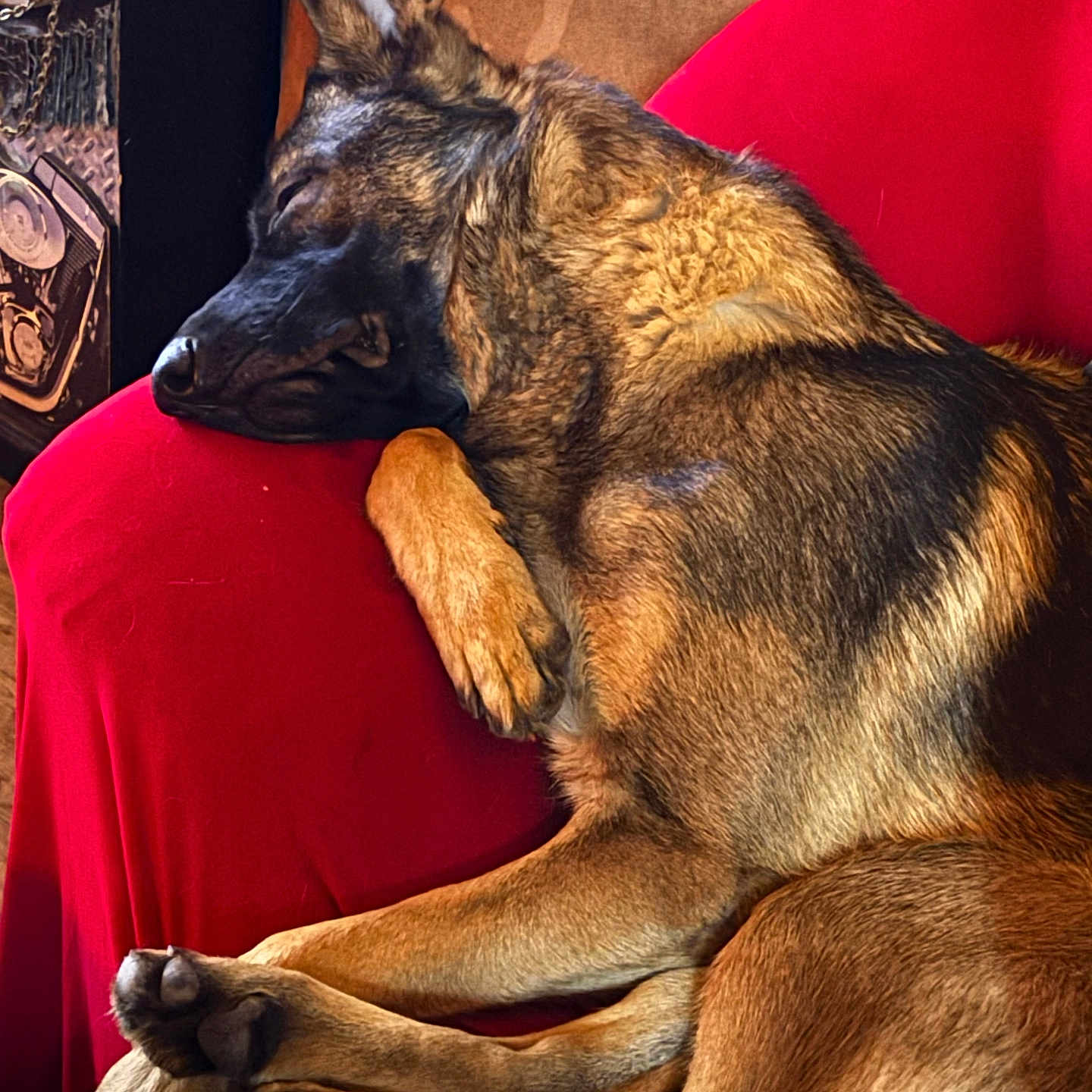 Eddy Noël participe au concours pour gagner de l'argent avec cette photo : dog, german_shepherd, sleeping, resting, red_chair, paw, fur, pet, indoors, cozy, relaxation, animal, canine, chair, domestic_animal, nap, fur_texture, comfort, crossed_paws, close_up
