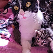Cc joined the competition — help win amazing prizes! cat, kitten, black_and_white_cat, tabby_kitten, whiskers, yellow_eyes, pink_blanket, sunlight, indoor, pet, animal, cute, feline, mother_cat, baby_cat, cozy, resting, close_up, soft_texture, companionship