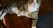 Severus is registered to the contest to win money with this photo: cat, tabby, striped, white_paws, table, wooden_table, indoor, pet, animal, fur, whiskers, ears, curious, relaxed, household_items, background, domestic, mammal, feline, resting