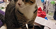 Severus joined the competition — help win amazing prizes! bathroom, cat, clutter, counter, curious, domestic, face, fur, hairbrush, household_items, indoor, mirror, person, pet, reflection, sink_area, tabby_cat, toiletries, towel, white_paws