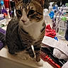 Severus joined the competition — help win amazing prizes! cat, tabby_cat, bathroom, counter, mirror, reflection, toiletries, hairbrush, towel, person, indoor, white_paws, face, fur, clutter, sink_area, household_items, pet, domestic, curious