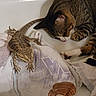 cat, bearded_dragon, reptile, towel, sleeping, resting, tabby_cat, animal, pet, closeup, indoor, cozy, friendship, feline, scaly, claws, whiskers, paw, texture, companion