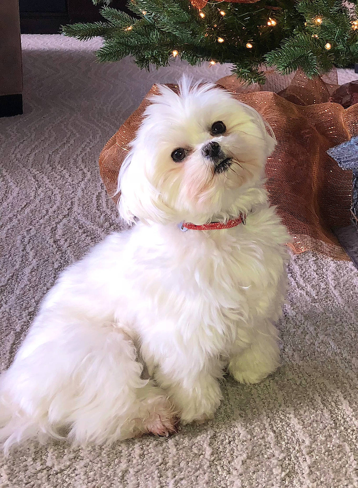 Dash joined the competition — help win amazing prizes! canidae, carnivore, christmas_tree, companion_dog, dog, dog_breed, dog_supply, event, fawn, fur, mal_shi, maltepoo, puppy_love, small_terrier, snout, sporting_group, terrier, toy_dog, water_dog, working_animal