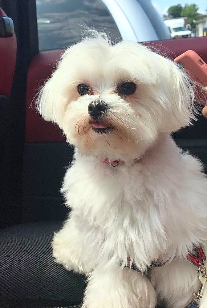 Dash is registered to the contest to win money with this photo: canidae, carnivore, collar, companion_dog, dog, dog_breed, dog_collar, dog_supply, eyewear, fur, puppy, puppy_love, shih_poo, sky, small_terrier, snout, sporting_group, terrier, toy_dog, working_animal