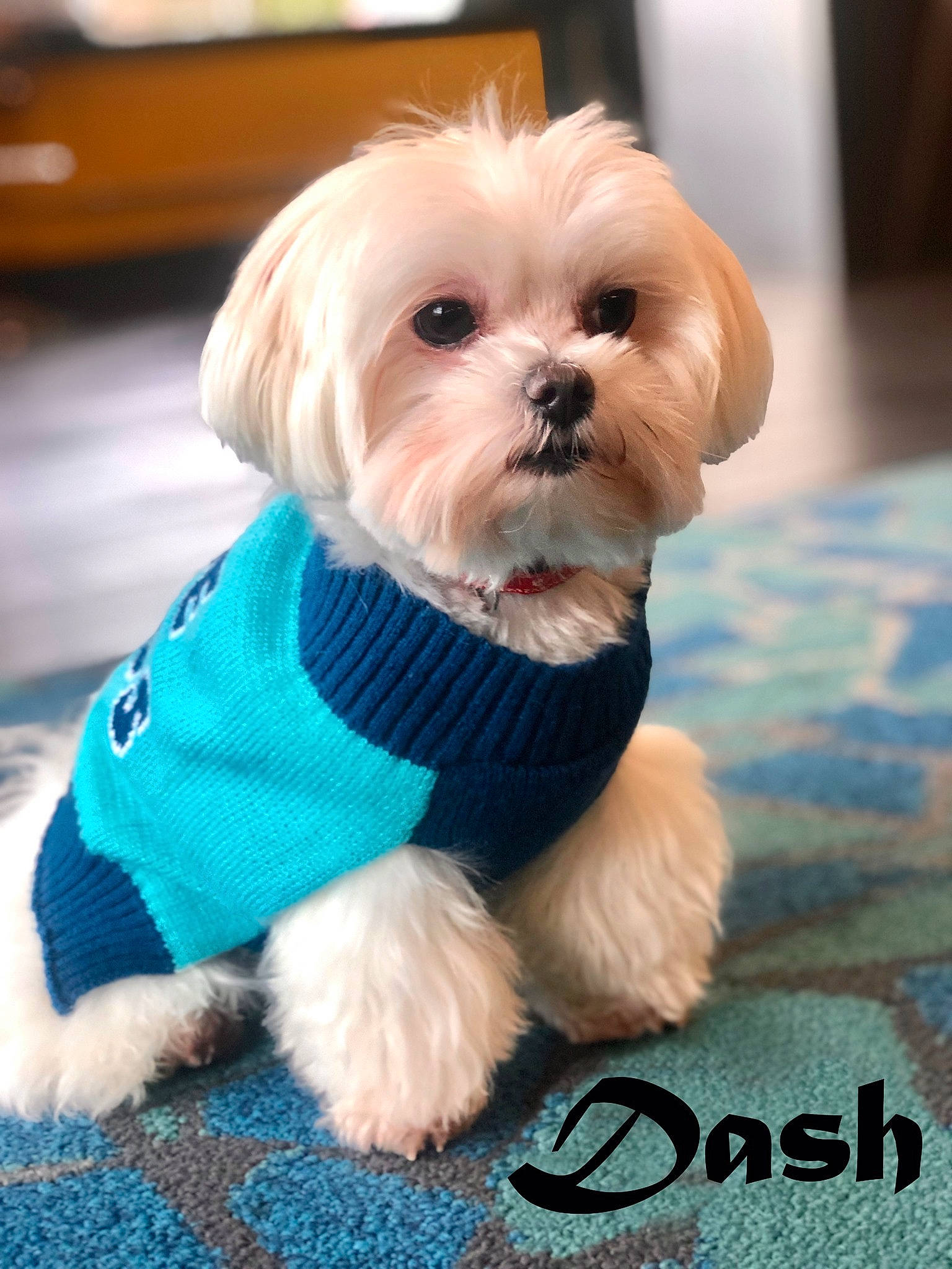 Dash is registered to the contest to win money with this photo: canidae, carnivore, collar, companion_dog, dog, dog_breed, dog_clothes, dog_collar, dog_supply, fawn, fur, leash, pet_supply, puppy_love, small_terrier, snout, sporting_group, toy, toy_dog, working_animal