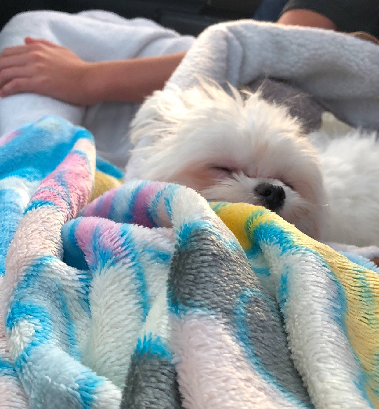Dash joined the competition — help win amazing prizes! comfort, companion_dog, electric_blue, foot, fun, fur, gesture, human_leg, nail, nap, plush, stuffed_toy, sunglasses, thread, thumb, toy, toy_dog, wool, woolen