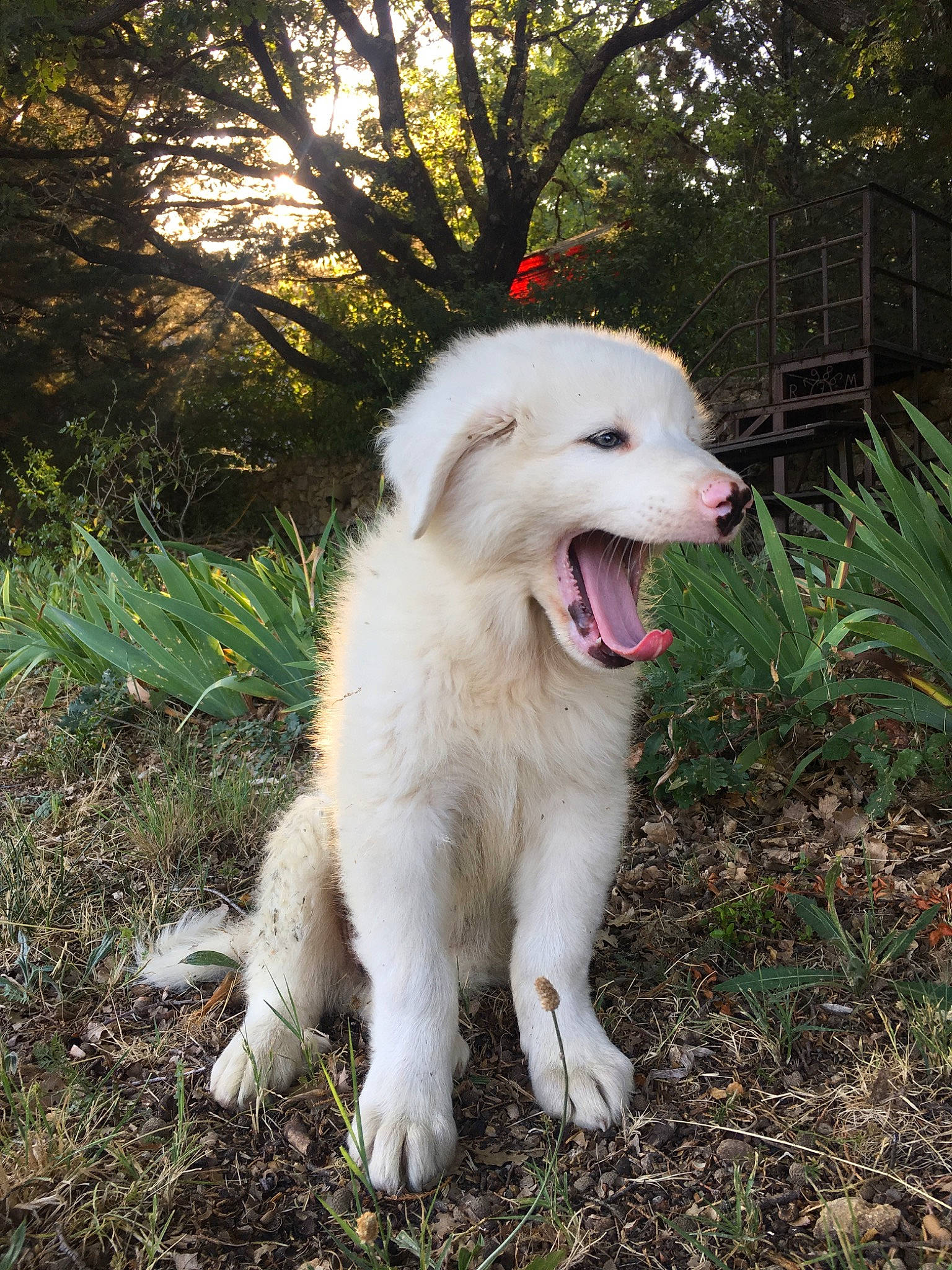 Bo Duke participe au concours pour gagner de l'argent avec cette photo : canidae, carnivore, companion_dog, dog, dog_breed, great_pyrenees, kuvasz, livestock_guardian_dog, mammal, maremma_sheepdog, polish_tatra_sheepdog, pungsan_dog, rare_breed_dog, slovak_cuvac, sporting_group, vertebrate