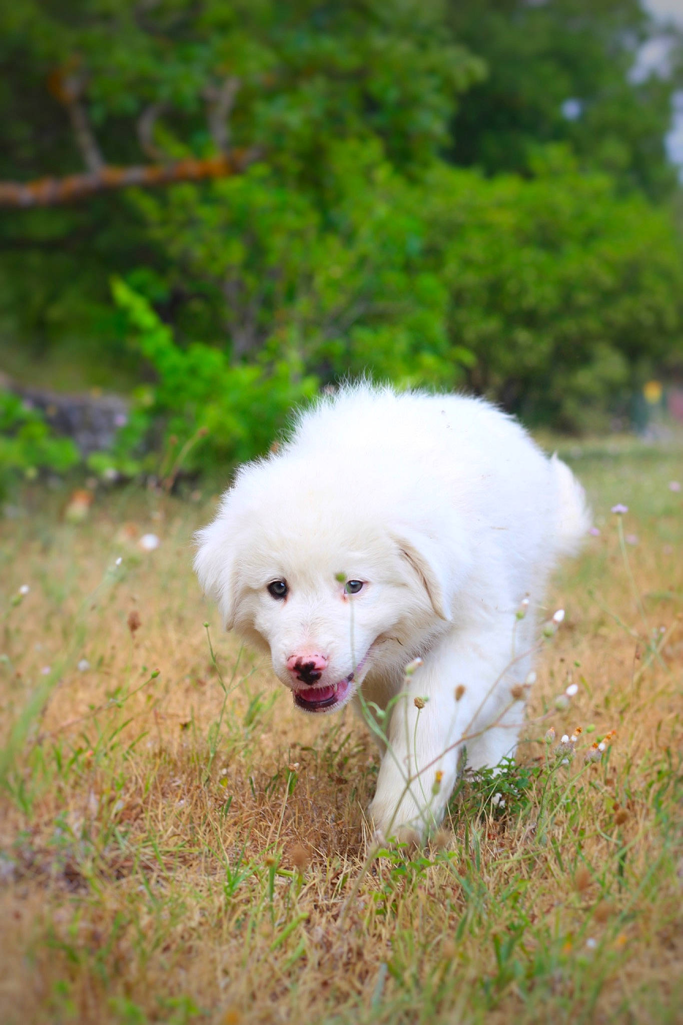 Bo Duke a rejoint le concours — aidez-le/la à gagner de superbes lots ! akbash_dog, canidae, carnivore, companion_dog, dog, dog_breed, great_pyrenees, kintamani, kuvasz, livestock_guardian_dog, mammal, maremma_sheepdog, polish_tatra_sheepdog, pungsan_dog, slovak_cuvac, sporting_group, vertebrate