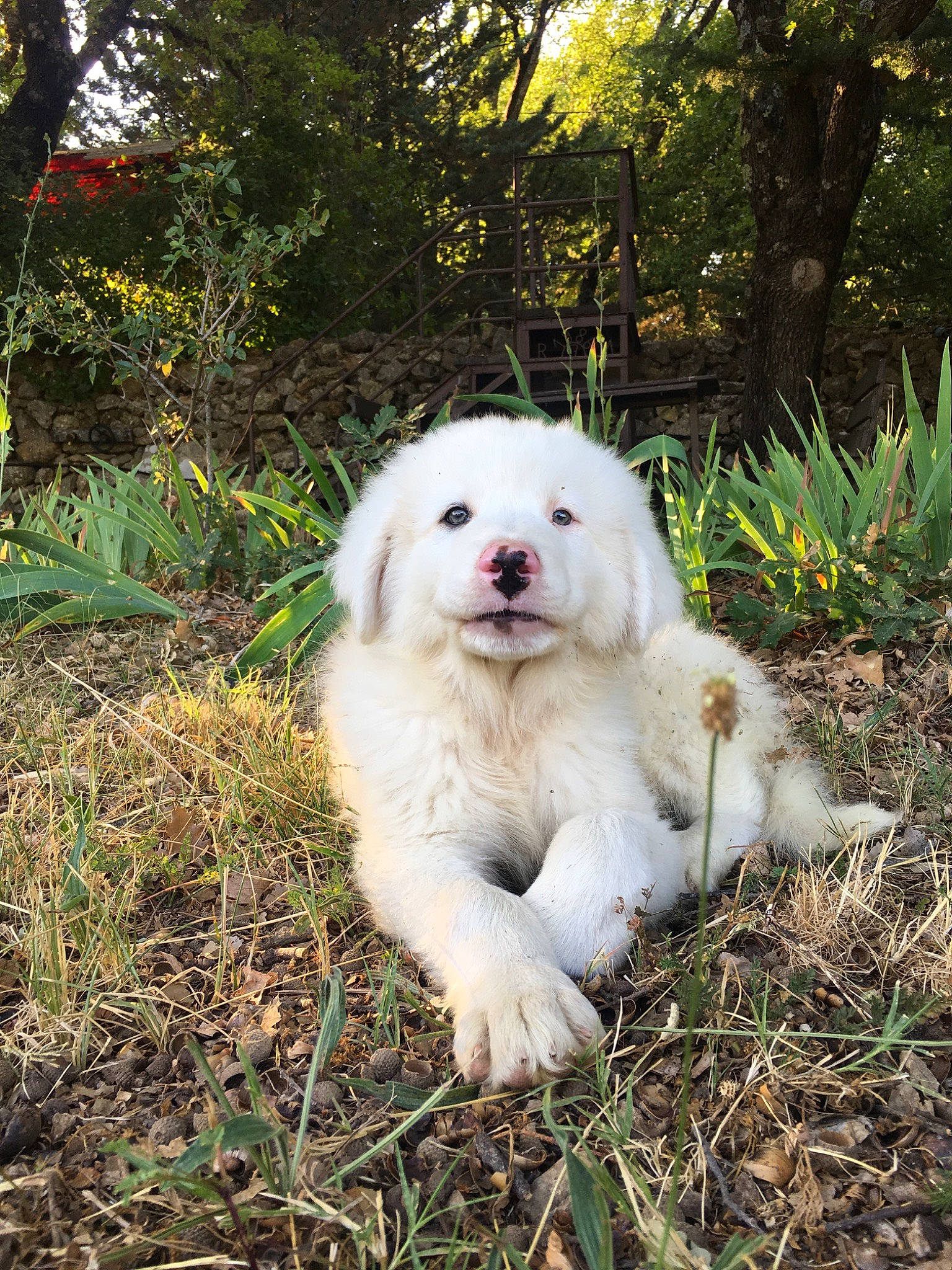 Bo Duke a rejoint le concours — aidez-le/la à gagner de superbes lots ! akbash_dog, canidae, carnivore, companion_dog, dog, dog_breed, great_pyrenees, kuvasz, livestock_guardian_dog, mammal, maremma_sheepdog, polish_tatra_sheepdog, puppy, rare_breed_dog, romanian_mioritic_shepherd_dog, slovak_cuvac, sporting_group, vertebrate