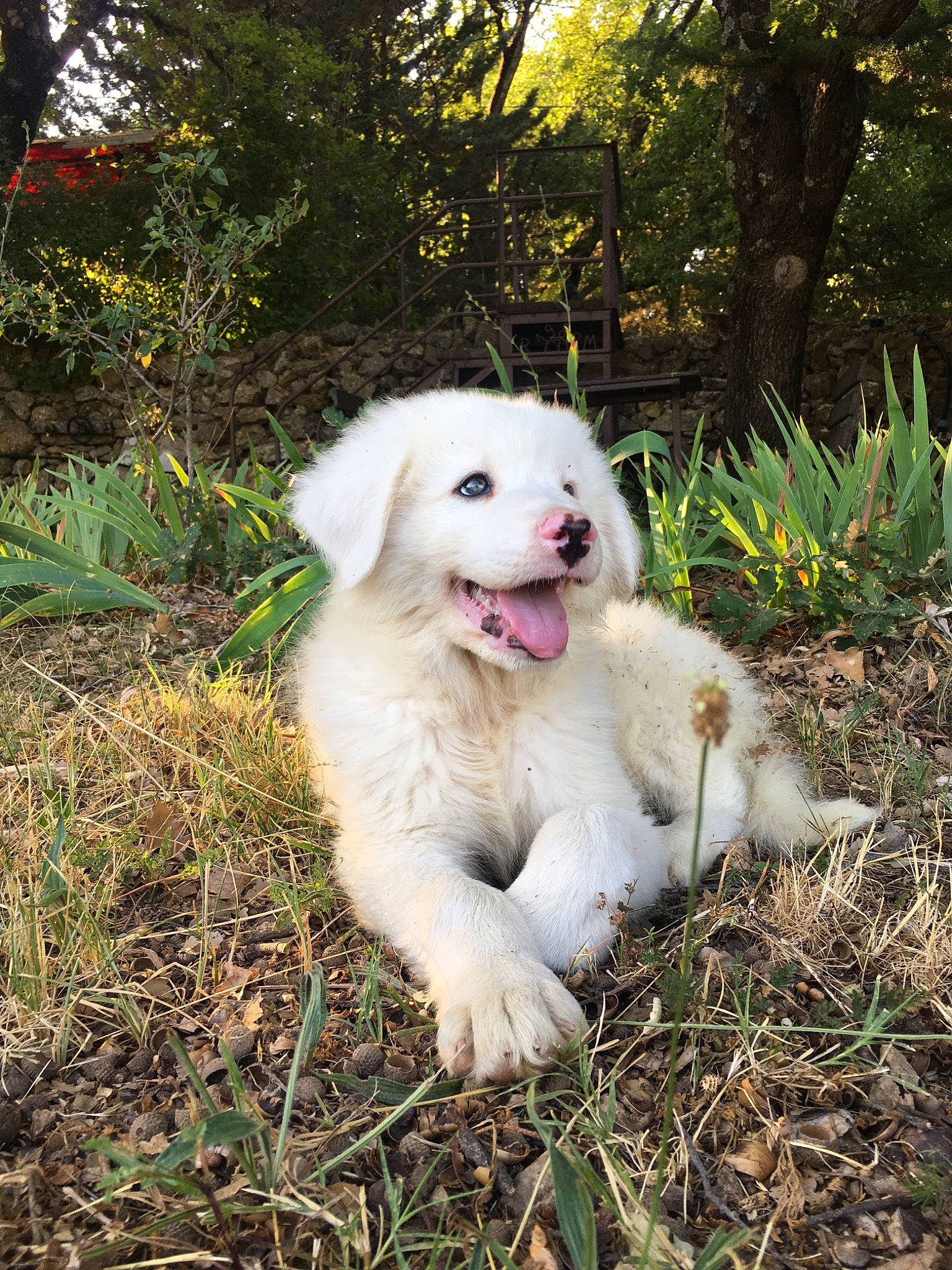 Bo Duke a rejoint le concours — aidez-le/la à gagner de superbes lots ! akbash_dog, canidae, carnivore, companion_dog, dog, dog_breed, great_pyrenees, kuvasz, livestock_guardian_dog, mammal, maremma_sheepdog, mucuchies, polish_tatra_sheepdog, pungsan_dog, puppy, rare_breed_dog, slovak_cuvac, sporting_group, vertebrate