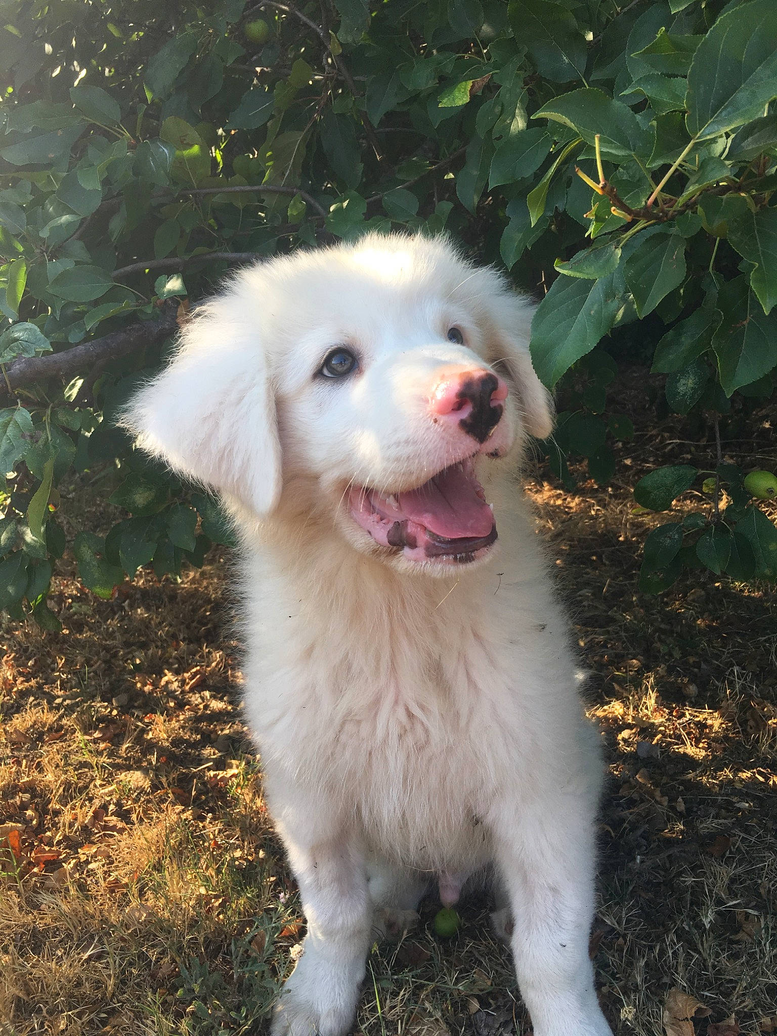 Bo Duke a rejoint le concours — aidez-le/la à gagner de superbes lots ! akbash_dog, canidae, carnivore, clumber_spaniel, companion_dog, dog, dog_breed, fawn, great_pyrenees, kuvasz, livestock_guardian_dog, mammal, maremma_sheepdog, mucuchies, polish_tatra_sheepdog, pungsan_dog, rare_breed_dog, slovak_cuvac, sporting_group, vertebrate