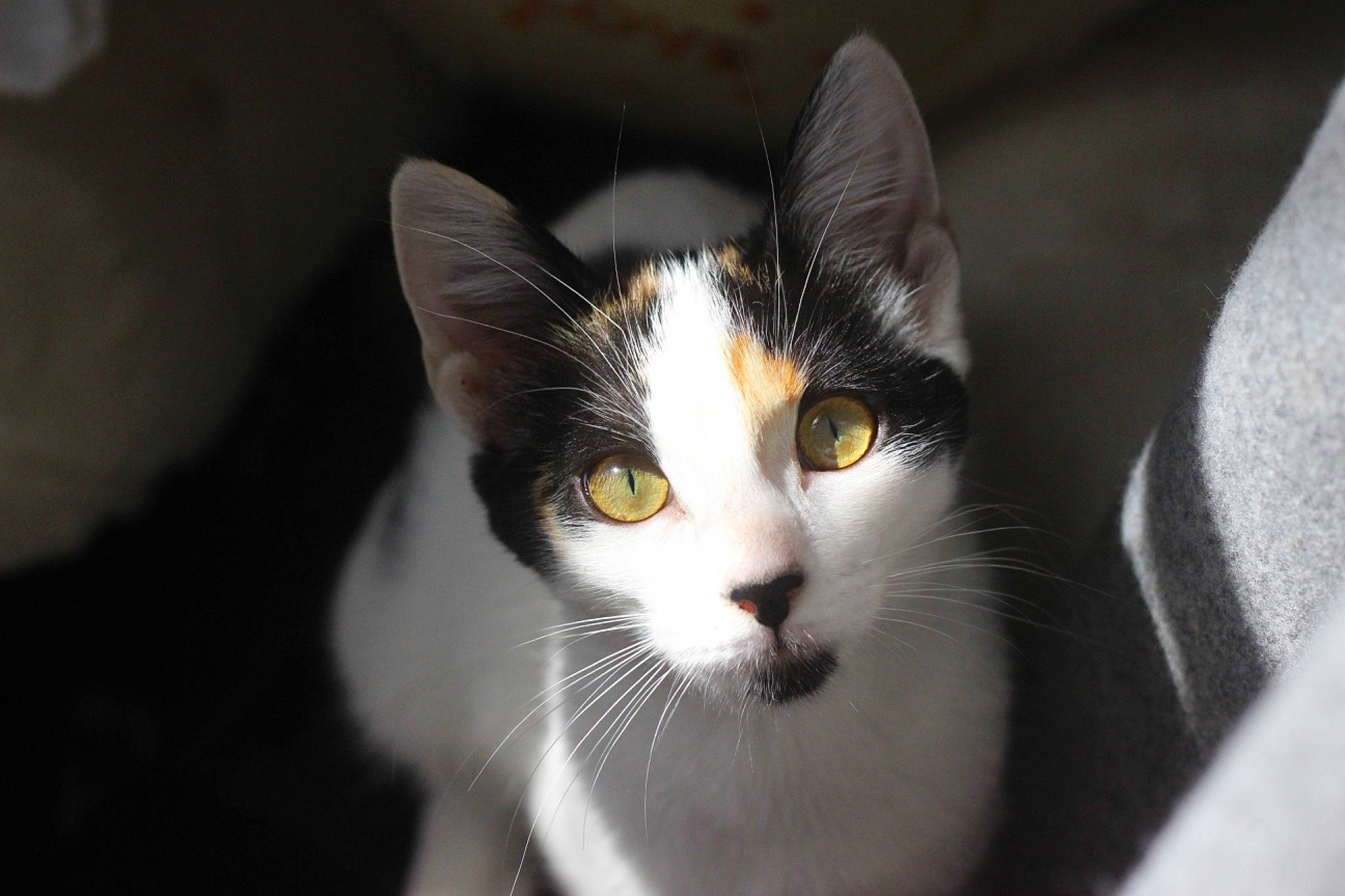 Lou a rejoint le concours — aidez-le/la à gagner de superbes lots ! aegean_cat, american_wirehair, black_and_white, carnivore, cat, domestic_short_haired_cat, european_shorthair, eye, felidae, fur, kitten, mammal, small_to_medium_sized_cats, snout, whiskers