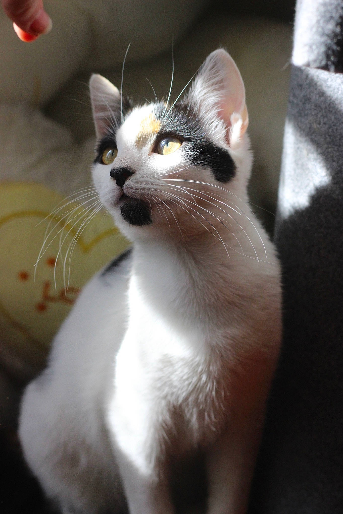 Lou a rejoint le concours — aidez-le/la à gagner de superbes lots ! aegean_cat, american_wirehair, asian, burmilla, carnivore, cat, domestic_short_haired_cat, felidae, japanese_bobtail, javanese, kitten, mammal, polydactyl_cat, singapura, small_to_medium_sized_cats, snout, tail, thai, turkish_van, whiskers