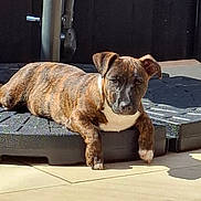 Jaffa joined the competition — help win amazing prizes! dog, puppy, brindle, animal, pet, sunlight, shadow, floor, platform, outdoor, resting, cute, canine, young_dog, ears, fur, white_chest, paws, relaxed, daylight