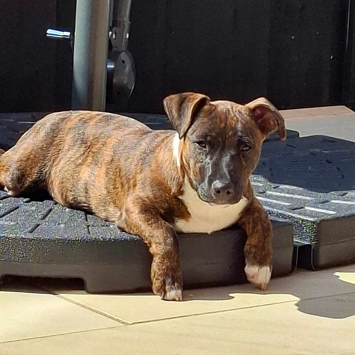 Jaffa joined the competition — help win amazing prizes! animal, brindle, canine, cute, daylight, dog, ears, floor, fur, outdoor, paws, pet, platform, puppy, relaxed, resting, shadow, sunlight, white_chest, young_dog