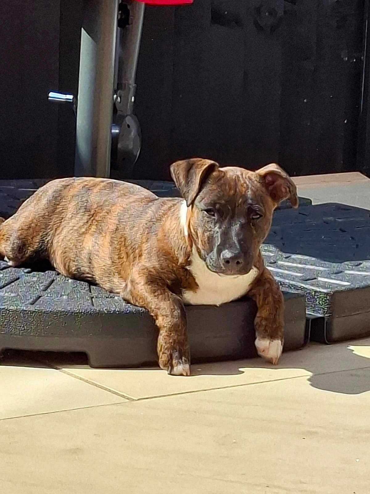 Jaffa joined the competition — help win amazing prizes! dog, puppy, brindle, animal, pet, sunlight, shadow, floor, platform, outdoor, resting, cute, canine, young_dog, ears, fur, white_chest, paws, relaxed, daylight