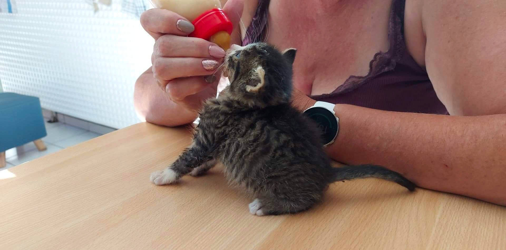 Minimoys participe au concours pour gagner de l'argent avec cette photo : american_curl, carnivore, cat, claw, domestic_short_haired_cat, dragon_li, european_shorthair, felidae, finger, hand, kitten, kurilian_bobtail, maine_coon, mammal, nebelung, pixie_bob, selkirk_rex, small_to_medium_sized_cats, vertebrate, whiskers