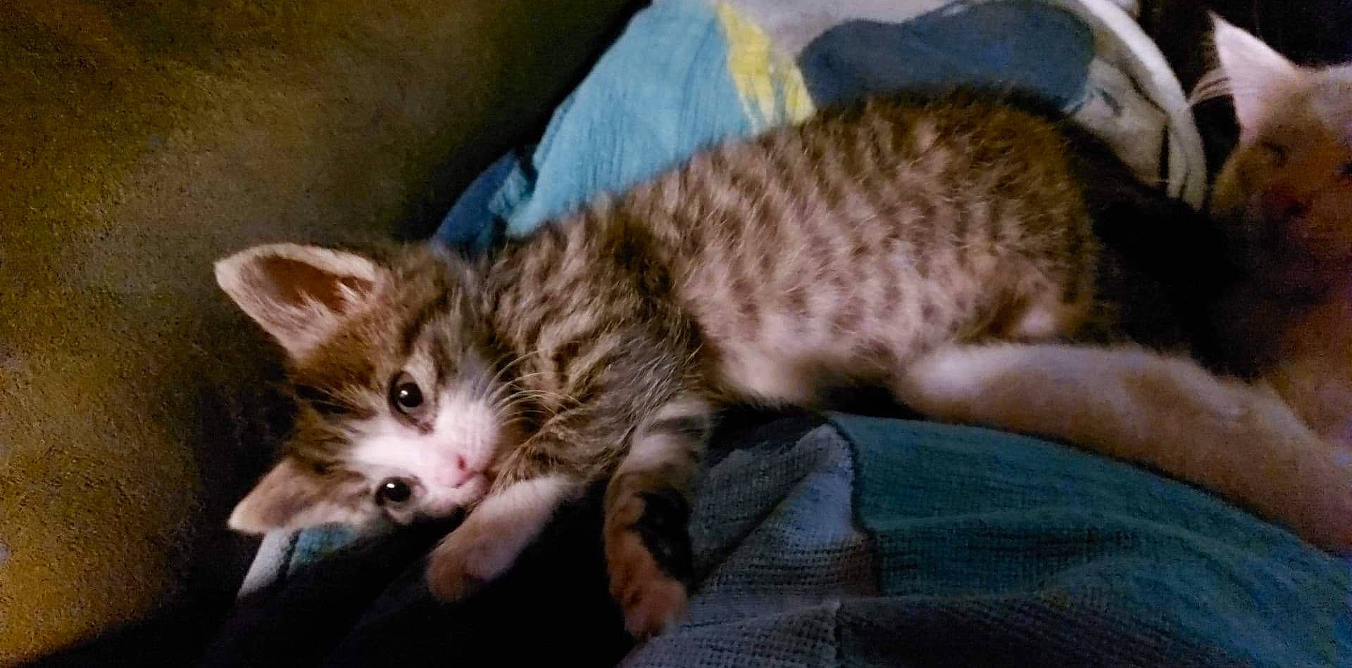 Minimoys a rejoint le concours — aidez-le/la à gagner de superbes lots ! american_shorthair, arabian_mau, asian, bengal, carnivore, cat, domestic_short_haired_cat, dragon_li, egyptian_mau, european_shorthair, fawn, felidae, kitten, mammal, oriental_longhair, pixie_bob, small_to_medium_sized_cats, tabby_cat, vertebrate, whiskers