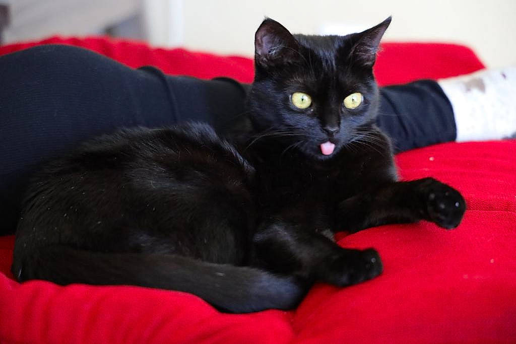 Tina is registered to the contest to win money with this photo: asian, black, black_cat, bombay, carnivore, cat, claw, domestic_short_haired_cat, felidae, fur, kitten, mammal, paw, polydactyl_cat, small_to_medium_sized_cats, snout, vertebrate, whiskers