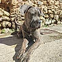 Venus participe au concours pour gagner de l'argent avec cette photo : dog, brindle, resting, sunlight, concrete, stone_wall, outdoor, pet, canine, relaxed, shadow, paws, large_dog, nature, daylight, animal, quiet, peaceful, muzzle, ears