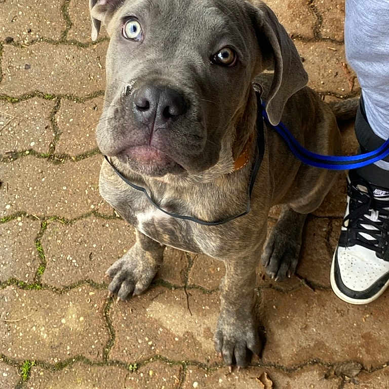 Venus participe au concours pour gagner de l'argent avec cette photo : animal, blue_eye, brick, brindle, brown_eye, collar, cute, dog, grey_pants, heterochromia, leash, looking_up, outdoor, pavement, person, pet, puppy, sitting, sneakers, young_dog