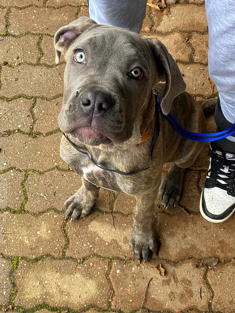 Venus participe au concours pour gagner de l'argent avec cette photo : puppy, dog, brindle, heterochromia, blue_eye, brown_eye, leash, collar, pavement, brick, person, sneakers, grey_pants, outdoor, pet, cute, looking_up, sitting, young_dog, animal