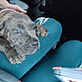 Venus a rejoint le concours — aidez-le/la à gagner de superbes lots ! puppy, dog, gray_fur, blue_eyes, paws, collar, human_hand, clothing, pants, book, indoor, resting, closeup, pet, cute, young_dog, comfort, casual, relaxation, animal