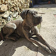 Venus participe au concours pour gagner de l'argent avec cette photo : dog, brindle, canine, animal, pet, outdoor, sunlight, stone_wall, concrete_floor, resting, laying_down, paw, ears, tail, shadow, daylight, quiet, relaxed, watchful, muzzle