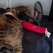 Nouggy participe au concours pour gagner de l'argent avec cette photo : animal, cast, cat, closeup, comfort, cone, cute, domestic, fur, healthcare, indoor, injury, laying, pet, recovery, resting, sleeping, soft, tabby, veterinary