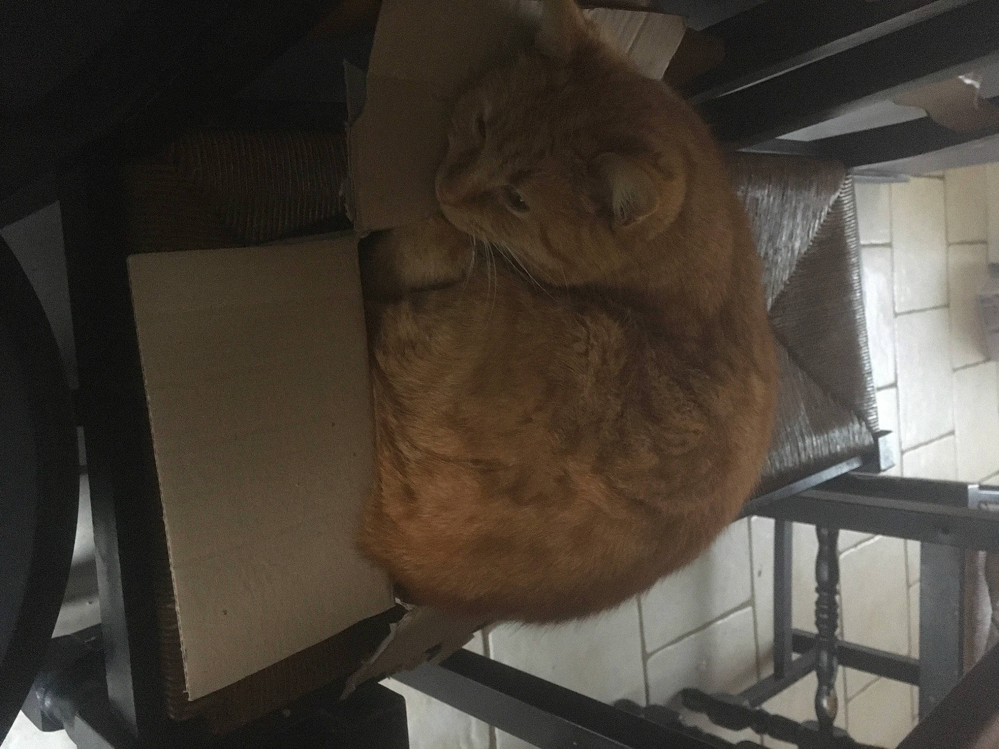 Simba participe au concours pour gagner de l'argent avec cette photo : ancient_history, anthropology, art, artifact, carving, classical_sculpture, felidae, fur, history, jaw, metal, rock, room, sculptor, sculpture, small_to_medium_sized_cats, statue, tourist_attraction, visual_arts, wood