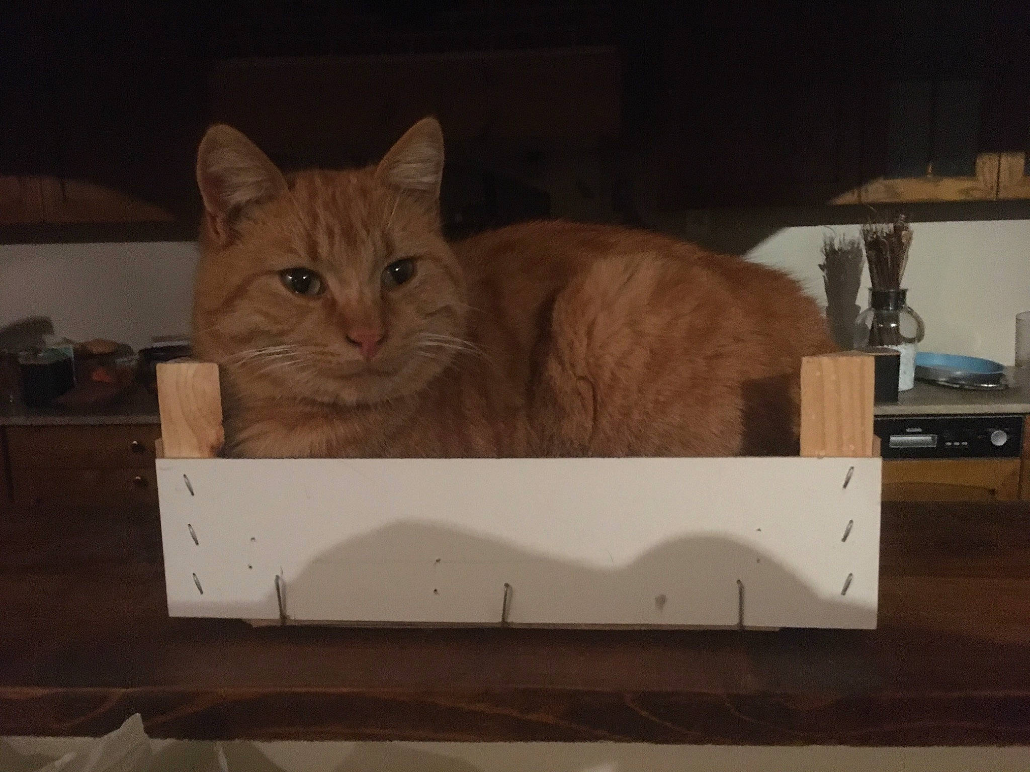 Simba participe au concours pour gagner de l'argent avec cette photo : art, box, cardboard, carnivore, cat, domestic_short_haired_cat, fawn, felidae, fur, hardwood, plywood, rectangle, small_to_medium_sized_cats, snout, tail, visual_arts, whiskers, window, wood, wood_stain