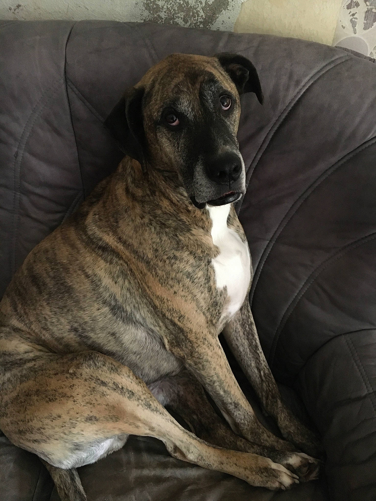 Brasco participe au concours pour gagner de l'argent avec cette photo : art, canidae, carnivore, chair, comfort, companion_dog, couch, dog, dog_breed, fawn, fur, grey, linens, sighthound, sitting, snout, sporting_group, terrestrial_animal, whiskers, working_animal