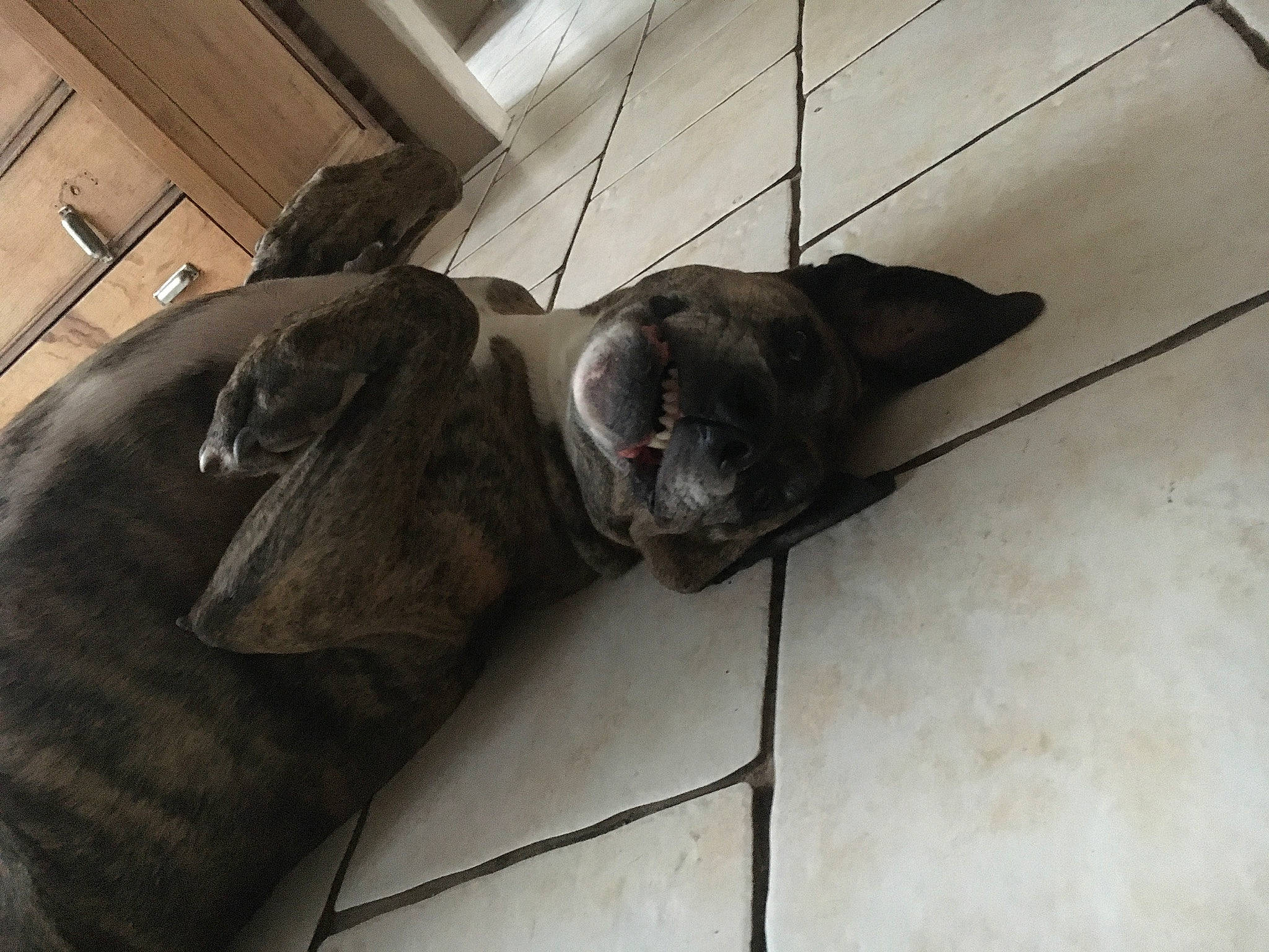 Brasco participe au concours pour gagner de l'argent avec cette photo : black_cat, canidae, carnivore, cat, comfort, dog_breed, domestic_short_haired_cat, felidae, floor, flooring, fur, hardwood, sculpture, small_to_medium_sized_cats, snout, sporting_group, tail, terrestrial_animal, whiskers, wood