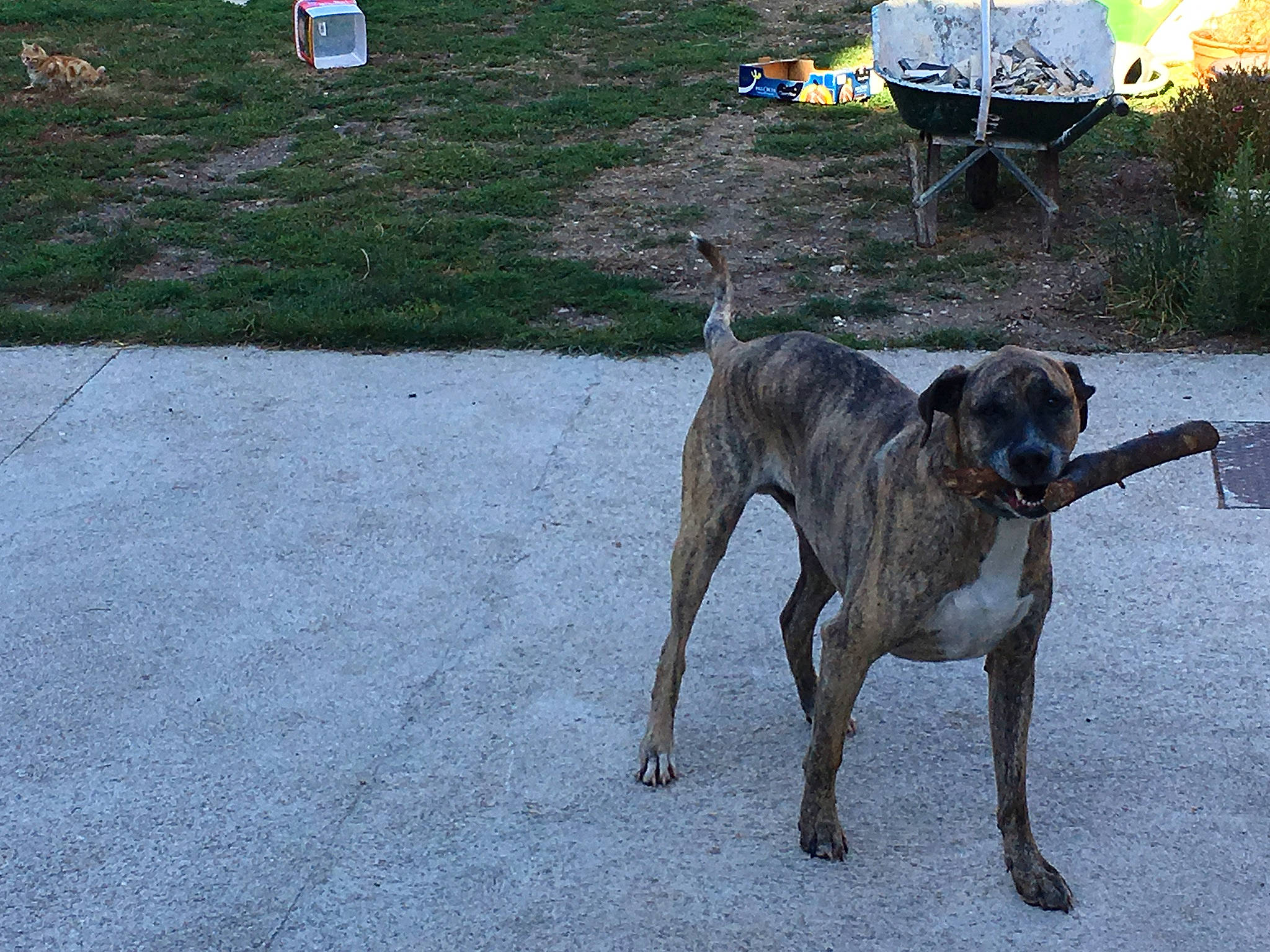 Brasco participe au concours pour gagner de l'argent avec cette photo : boxer, canidae, carnivore, collar, companion_dog, dog, dog_breed, dog_collar, dog_supply, fawn, grass, liver, plant, road_surface, sighthound, snout, sporting_group, tail, terrestrial_animal, working_animal