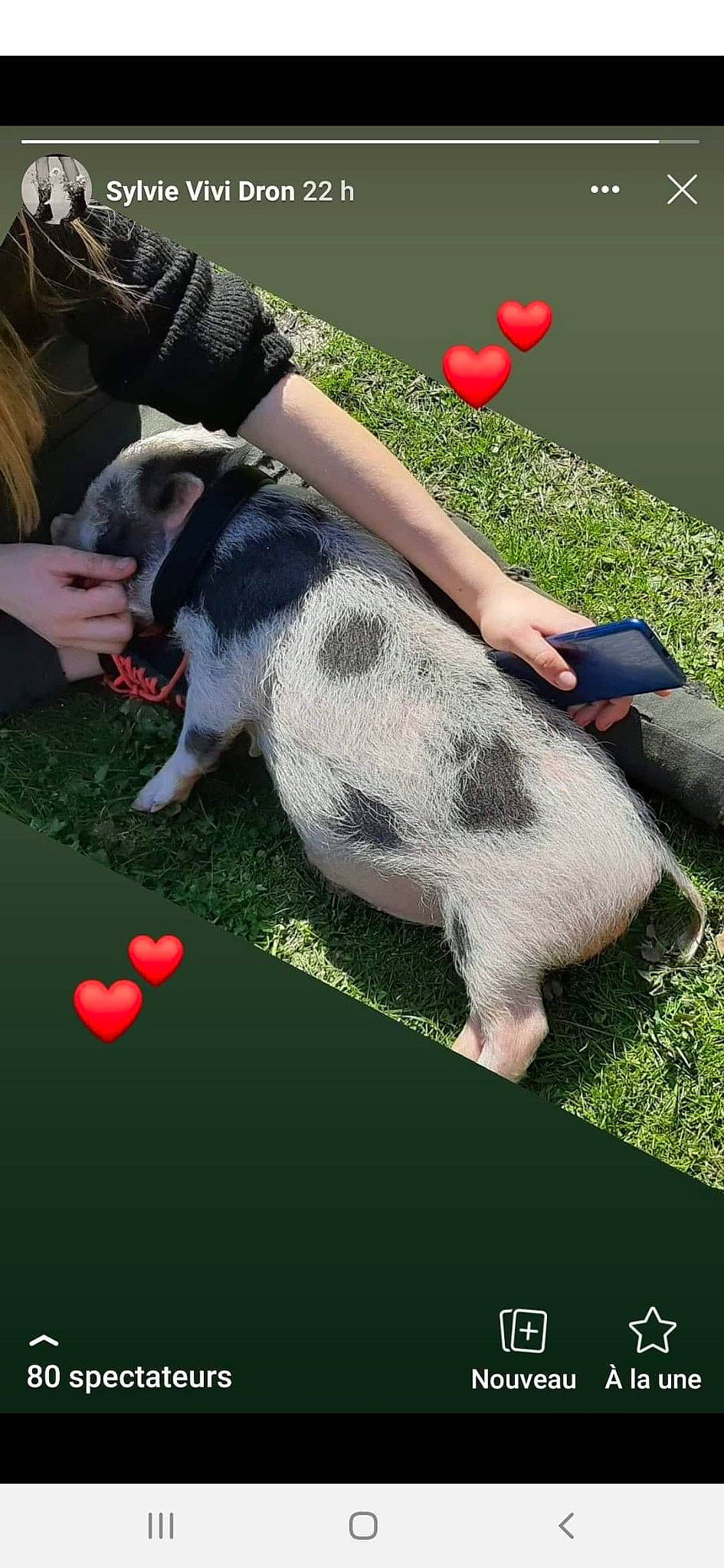 Maurice a rejoint le concours — aidez-le/la à gagner de superbes lots ! canidae, carnivore, dog, dog_breed, games, play, pointer, snout, sporting_group